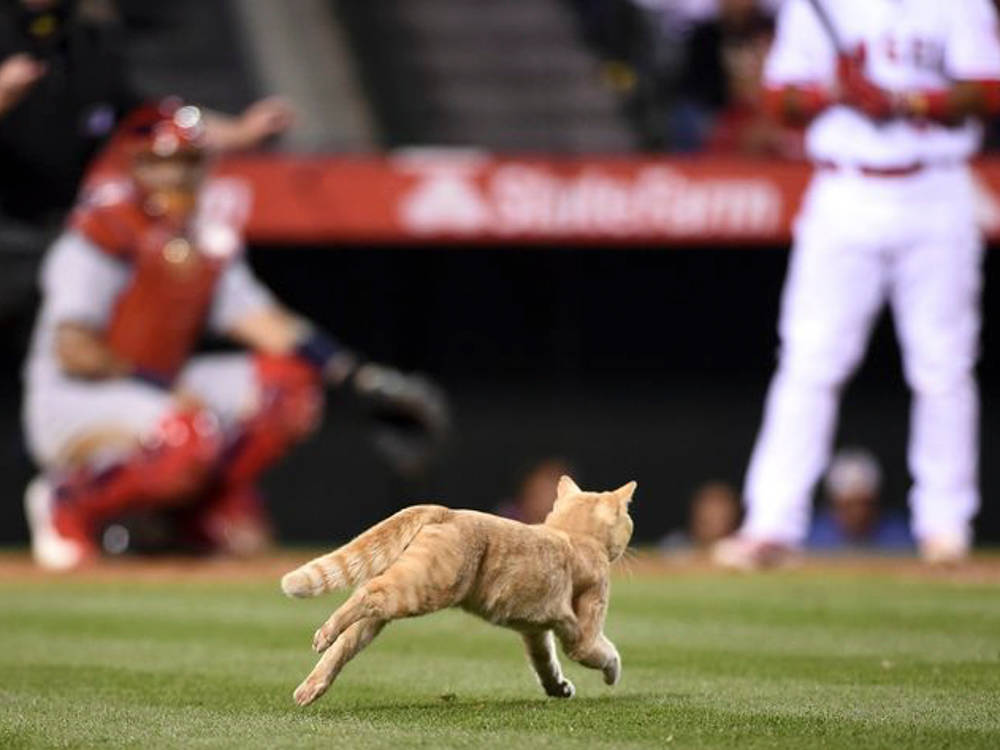The Field-Invader Cat Video Is Fun for the Crowd and Terrifying for the Cat