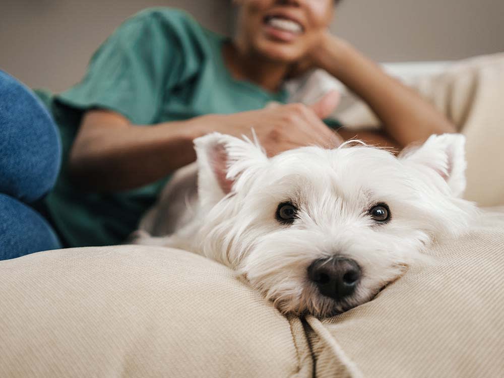 There's No Right Time for Another Dog. Ask This Instead.
