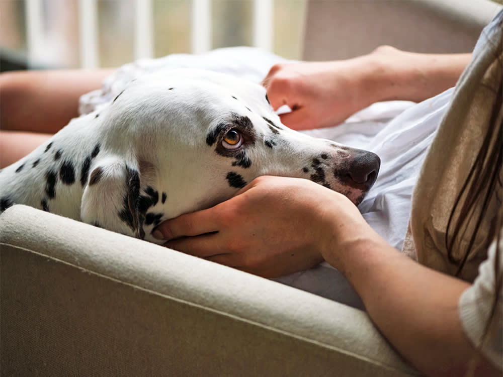 Whining Is Your Dog's Word for Fear. Barking Is the One for Frustration.