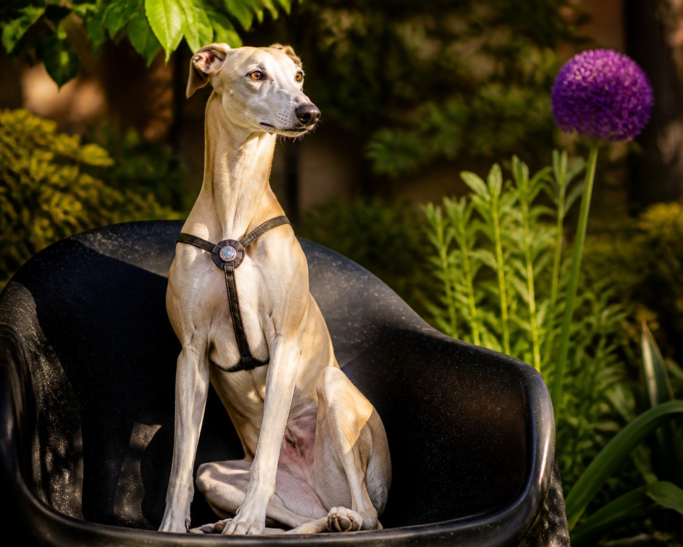 Crystal-Healing Dog Gear Is a Real Thing. The Design Is Great, the 'Healing' Is Not.