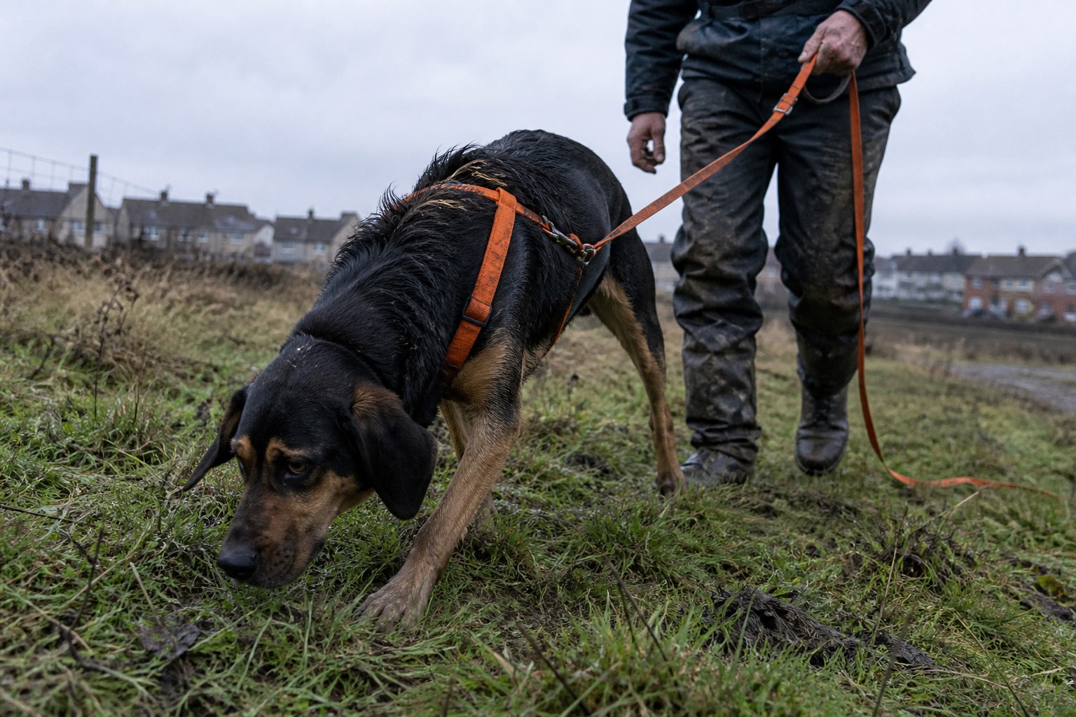 The Pet Detective Is Real. So Is the Whole Industry Pretending to Be One.