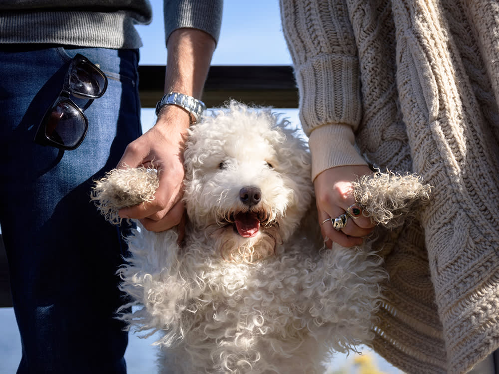 In Most States, Your Dog Is Legally a Couch. A Few Are Finally Changing That.