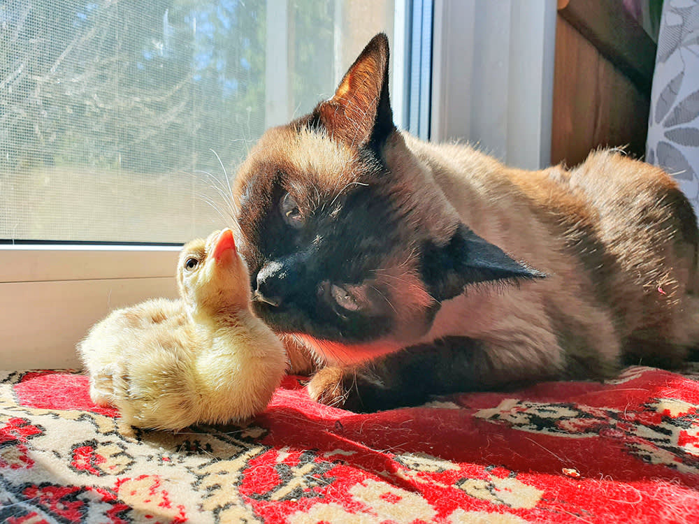 Why a Cat Will Nurse a Duckling, and Why You Should Still Watch Closely