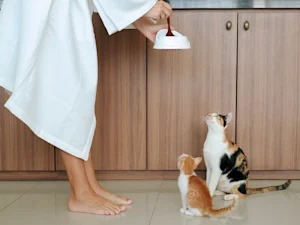 Your Cat Isn't a Picky Diva. It's a Supertaster Built for Meat