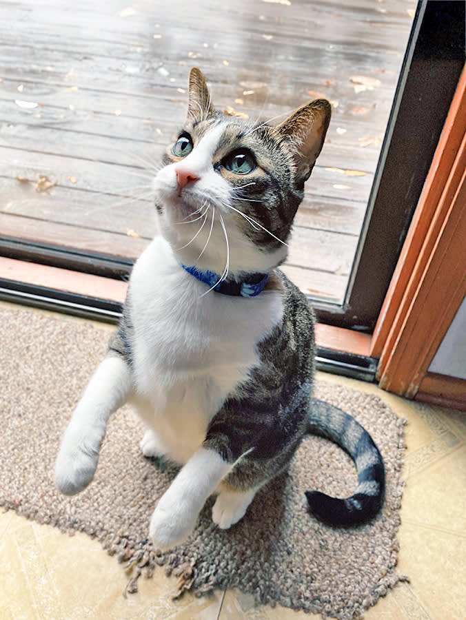 Your Cat's Begging Is a Report Card on You