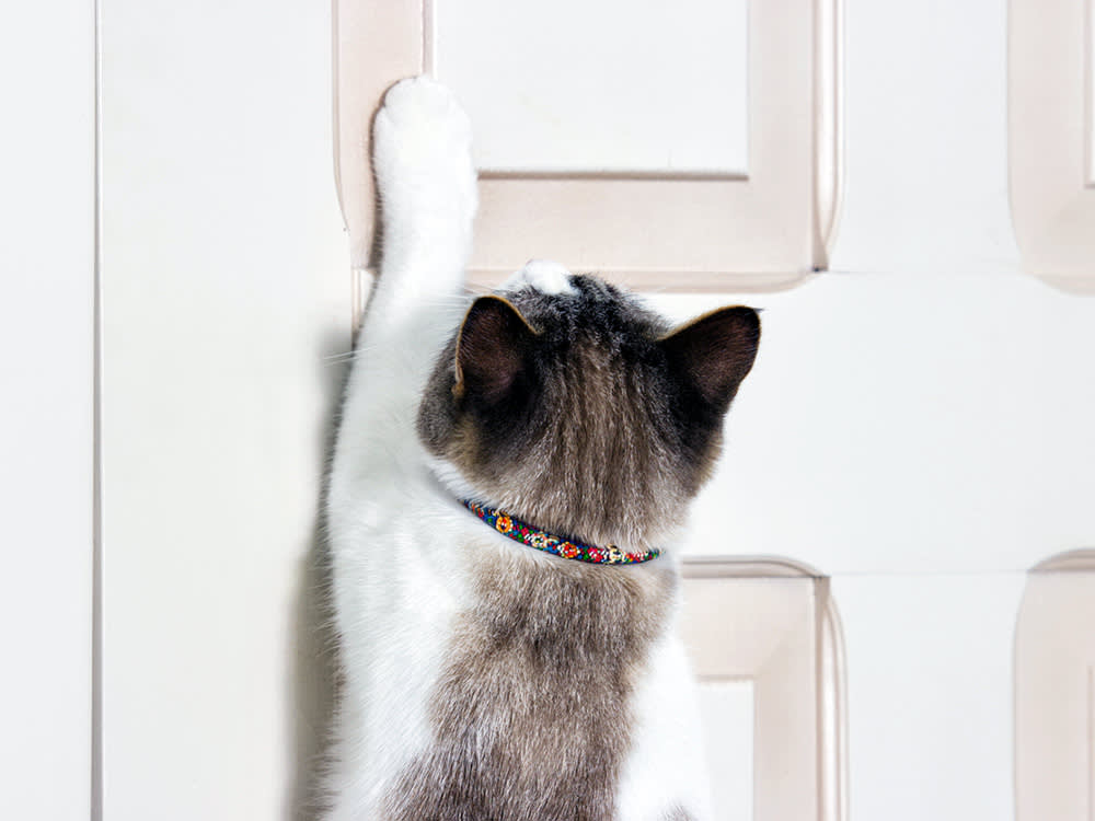 Your Door-Opening Cat Isn't Nosy. It Needs a Harder Puzzle