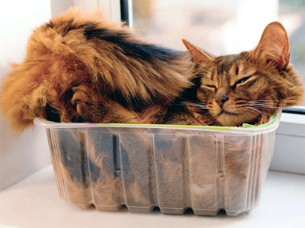 Your Cat Isn't Liquid. It Just Fits Anywhere Its Head Fits.