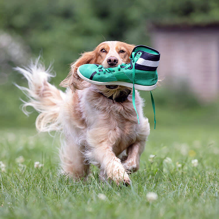 Your Dog Isn't Being Naughty. It's Caching.