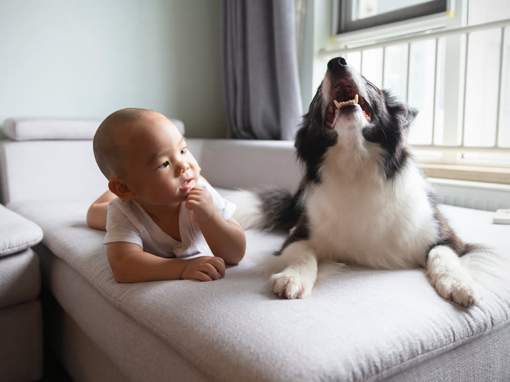 No, Your Dog Isn't Trying to Soothe Your Crying Baby