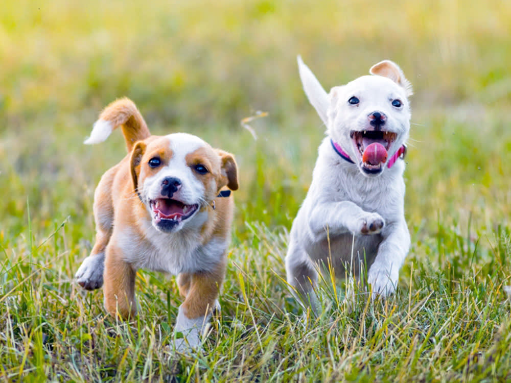 Your Dog Doesn't Owe Every Dog a Friendship. Here's How It Actually Chooses.