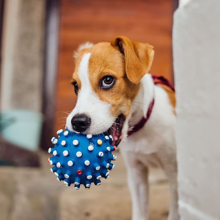 Your Dog Doesn't Love the Squeak. They Love Making It Stop.