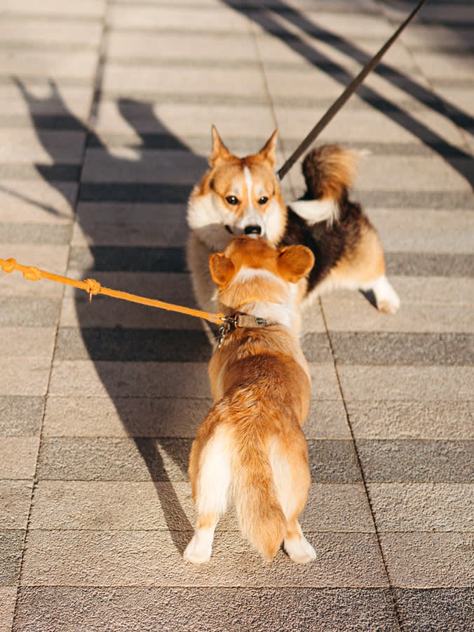 That Friendly On-Leash Hello Is Teaching Your Dog to Melt Down