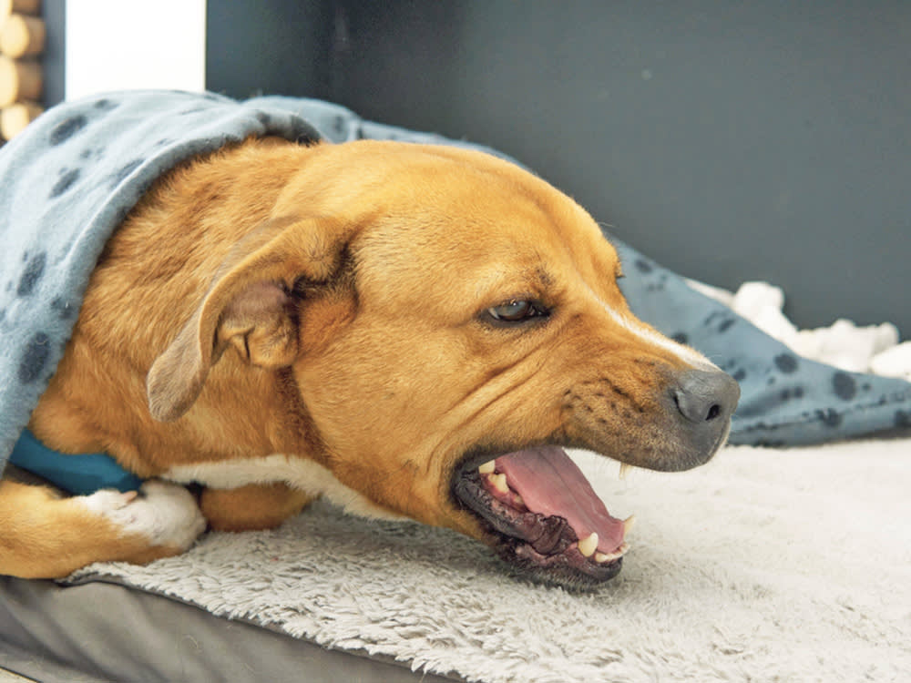 Your Dog's Cough Has a Sound. Learn to Read It Before You Panic.