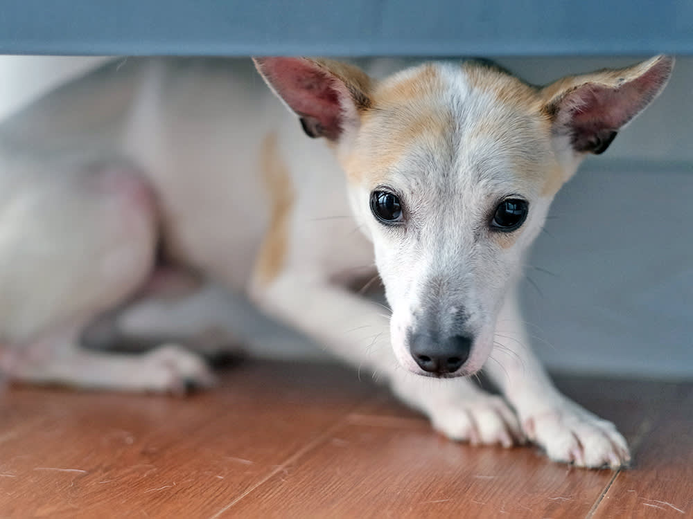 Your Dog Isn't Being Dramatic About Storms. Four Fears Are Hitting at Once.