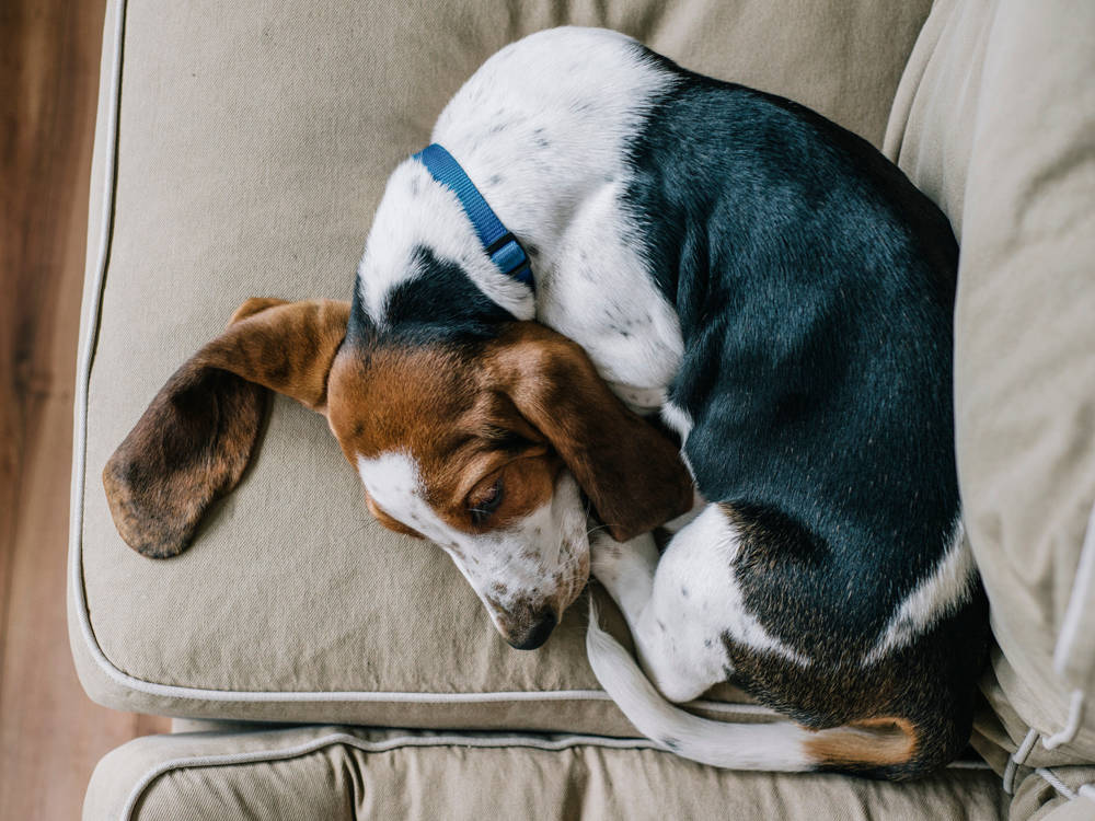 You Have 900 Photos of Your Dog Asleep. Here's What That's About.