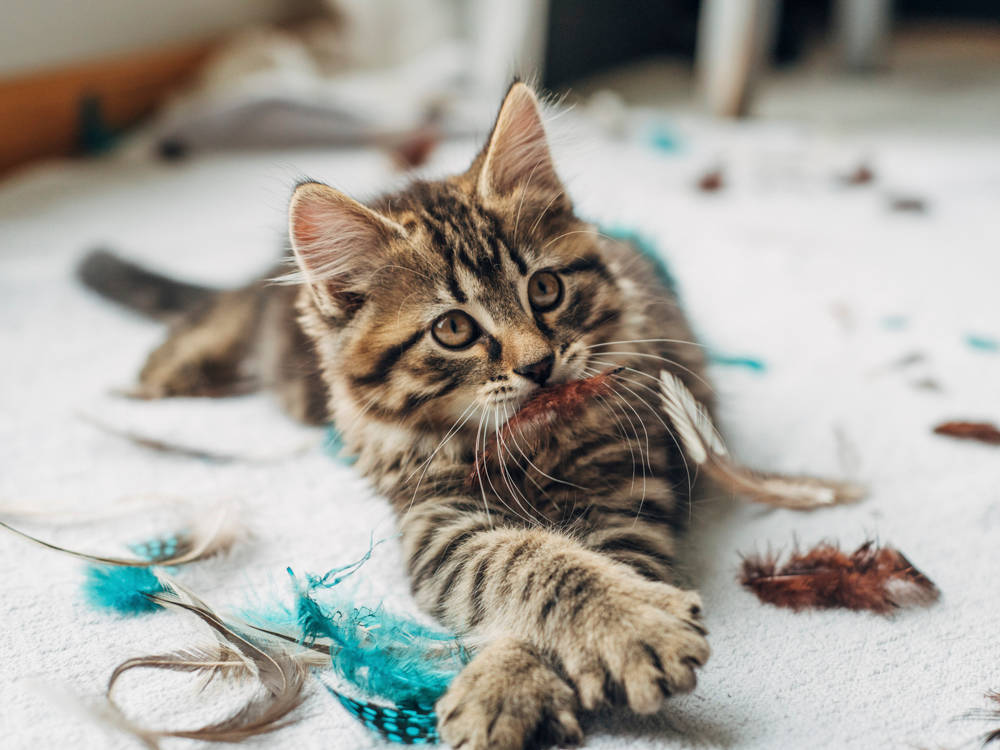 Your Cat Snubbing a Toy Is Data. Here's How to Read It