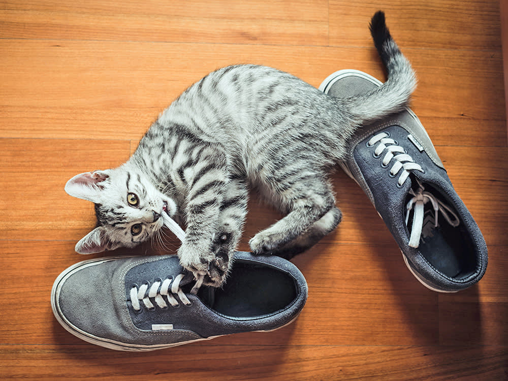 Your Shoes Are the Most Interesting Thing You Own. Just Ask Your Cat