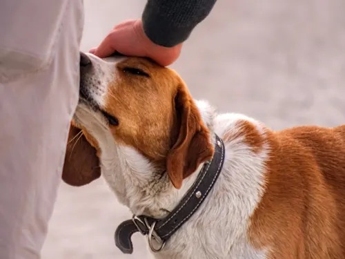 Your Dog Sniffs You at the Door Because You're the Evening News