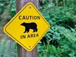 Your Dog Won't Save You From a Bear. It Might Get You Both Hurt.