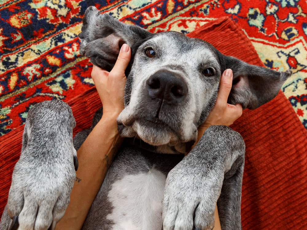Adopting My Deaf Dog Didn't Take Patience. It Taught Me a New Language