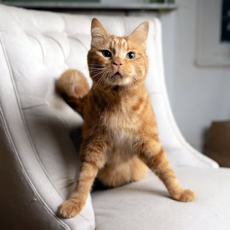 The Wobbly Cat Looks Like a Tragedy. It's One of the Easiest Special Needs There Is.