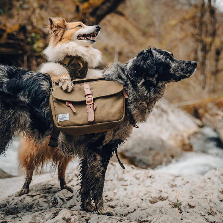 Their First Dog Backpack Fell Apart in Two Weeks. So They Built One That Doesn't.
