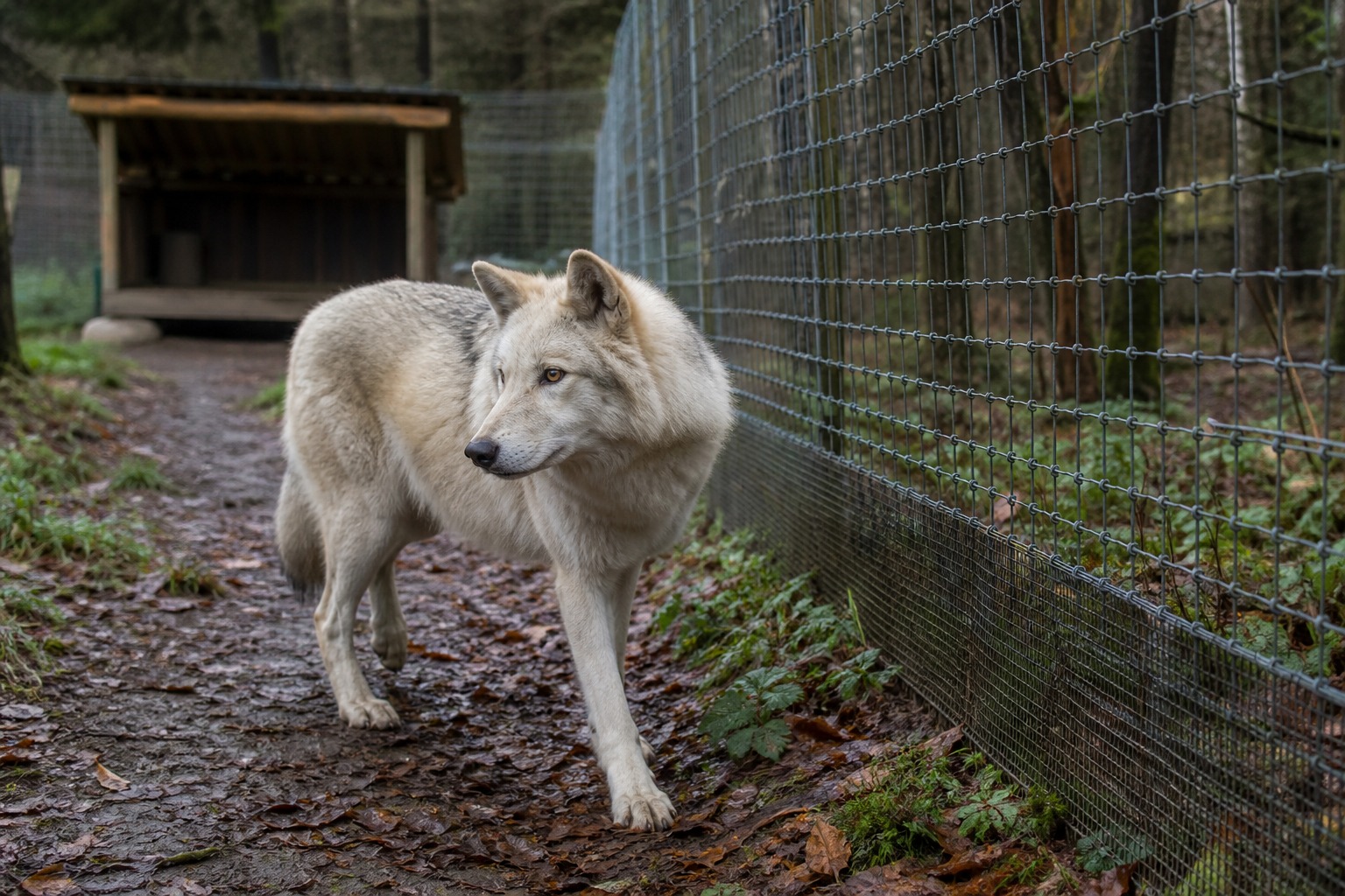 A Wolfdog Is Not a Fluffier Husky. Nobody Can Tell You What You Actually Own.