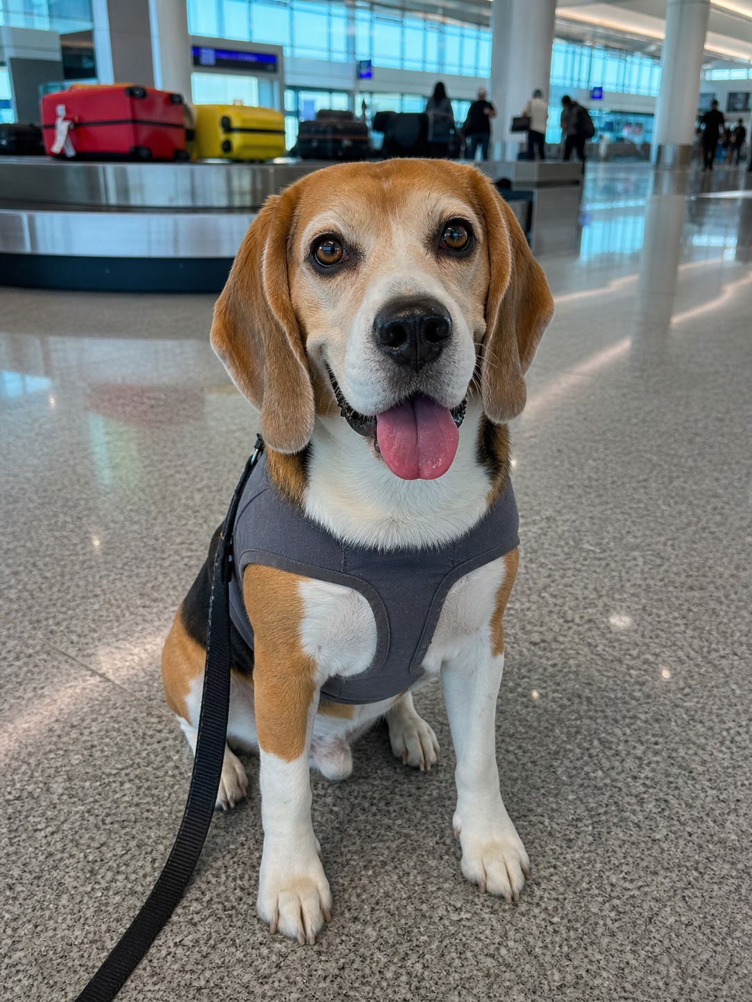 He Kicked a Working Beagle Off the Ground. The Beagle Went Back to Work.
