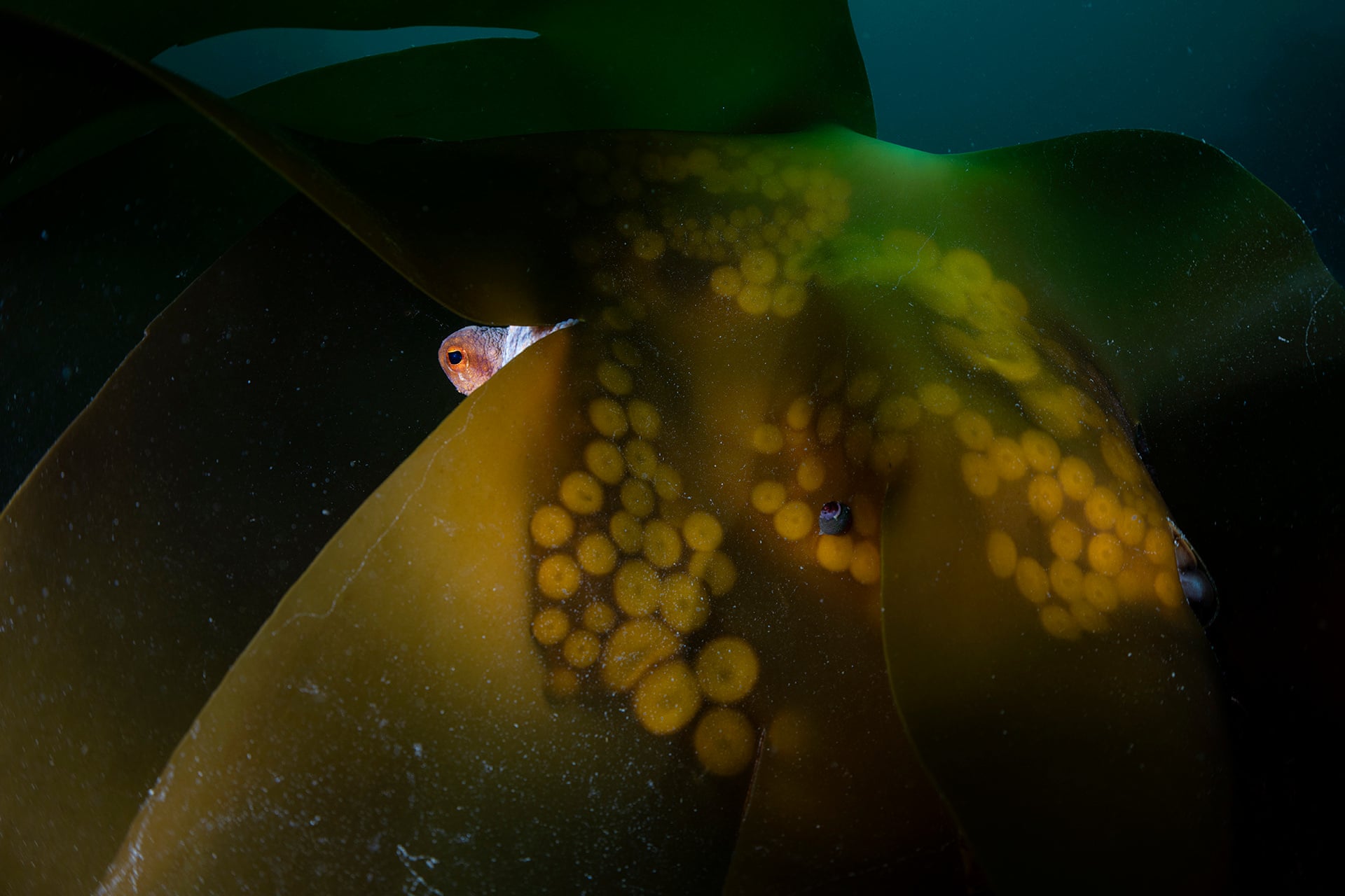 An octopus eye peering over kelp blades, with its tentacle suckers visible through the kelp.