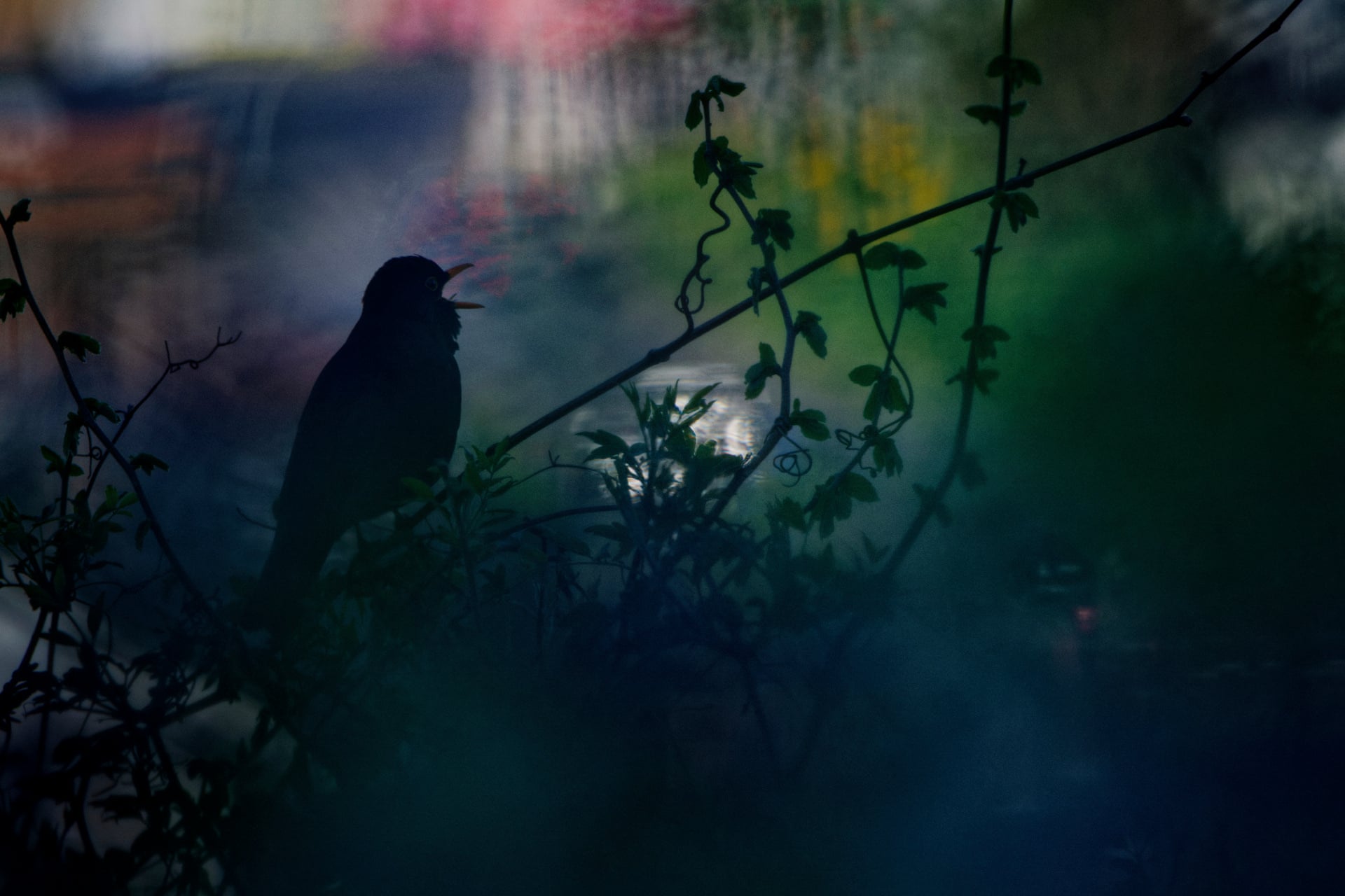 A male blackbird singing in silhouette on a branch in a vineyard, with soft colorful light behind it.