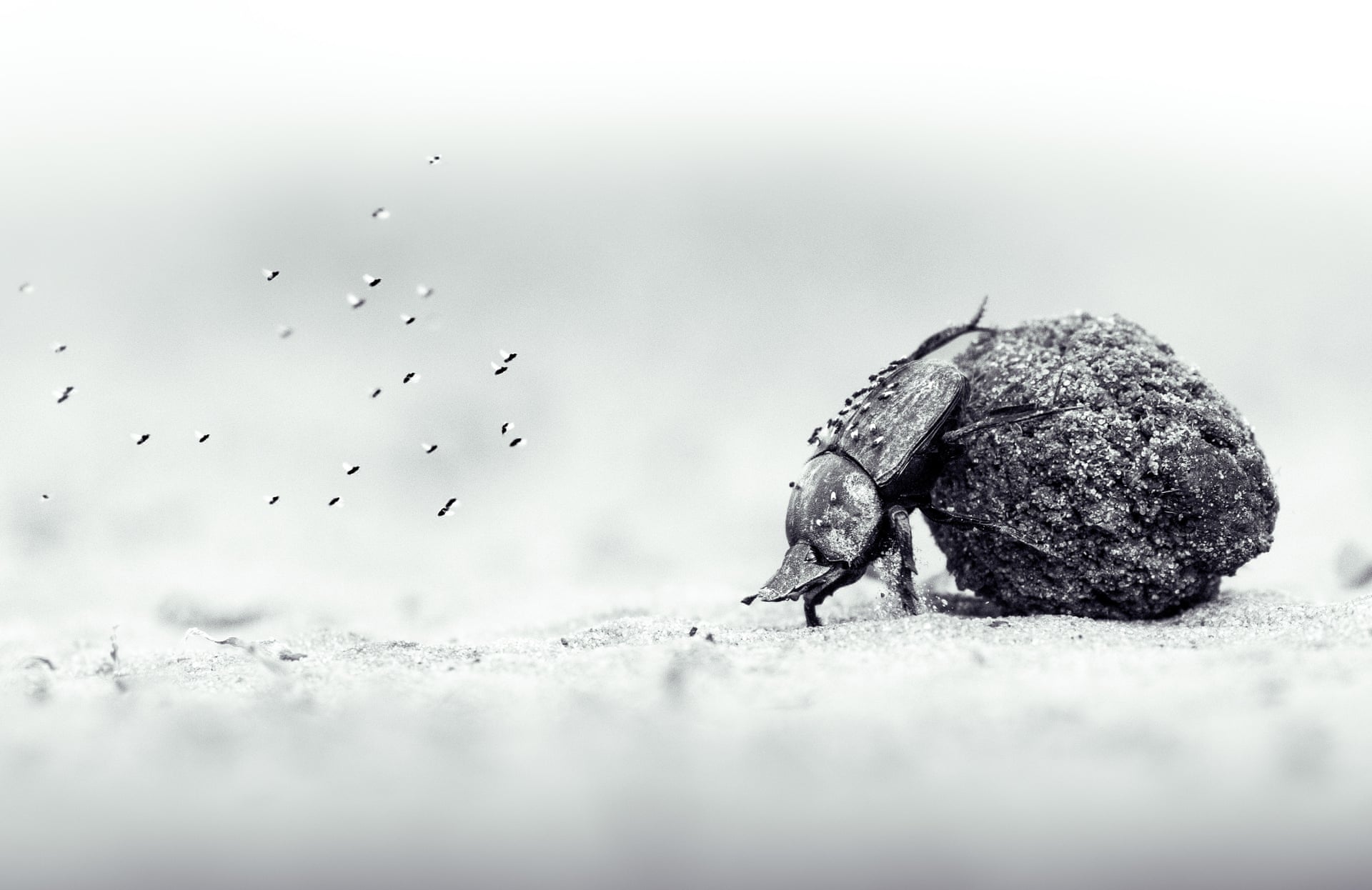 A black-and-white photograph of a dung beetle pushing a ball of dung, with a cloud of tiny flying insects behind it.
