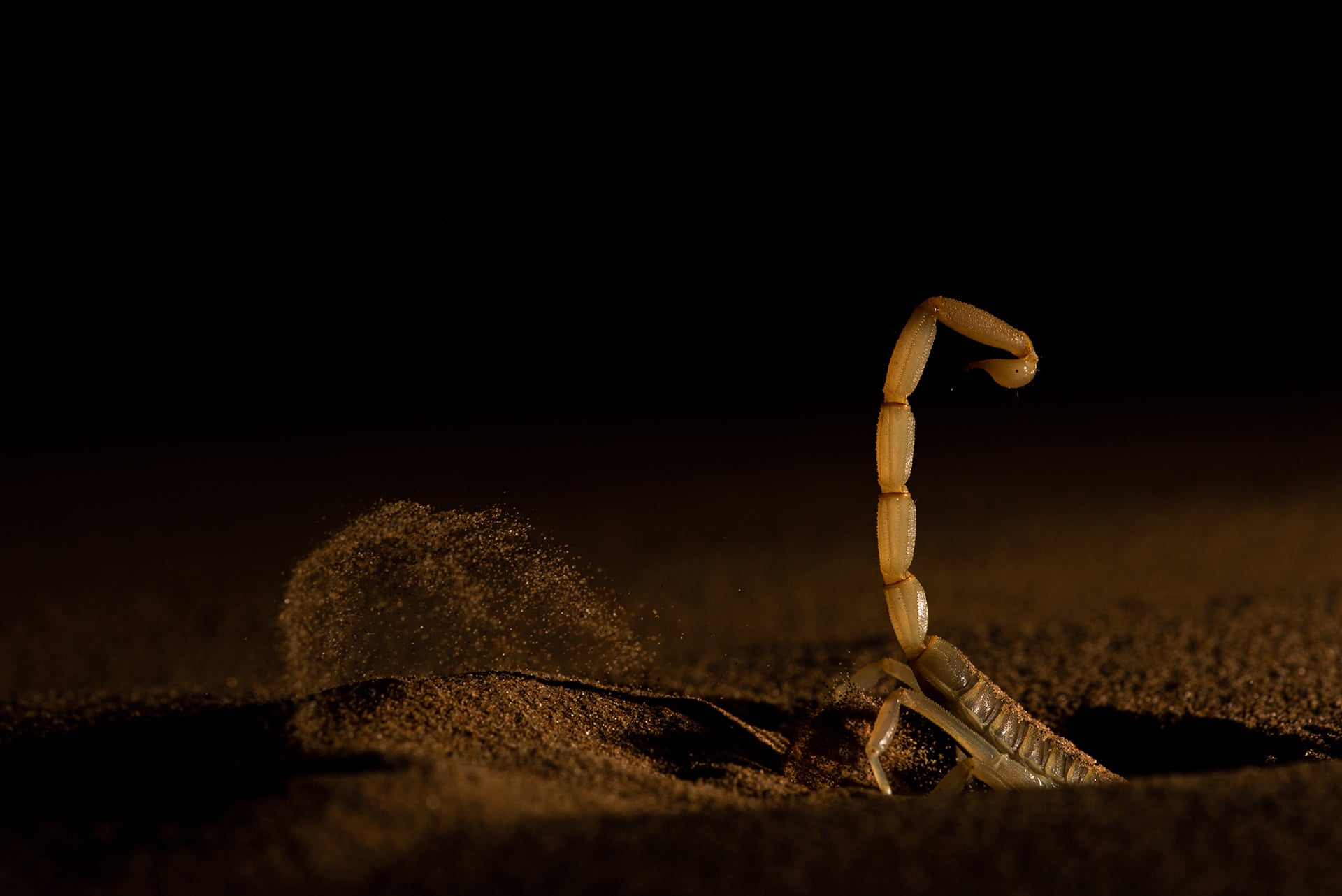 A scorpion halfway down a sandy hole it is digging, with its tail and sting pointing up into the dark night air.