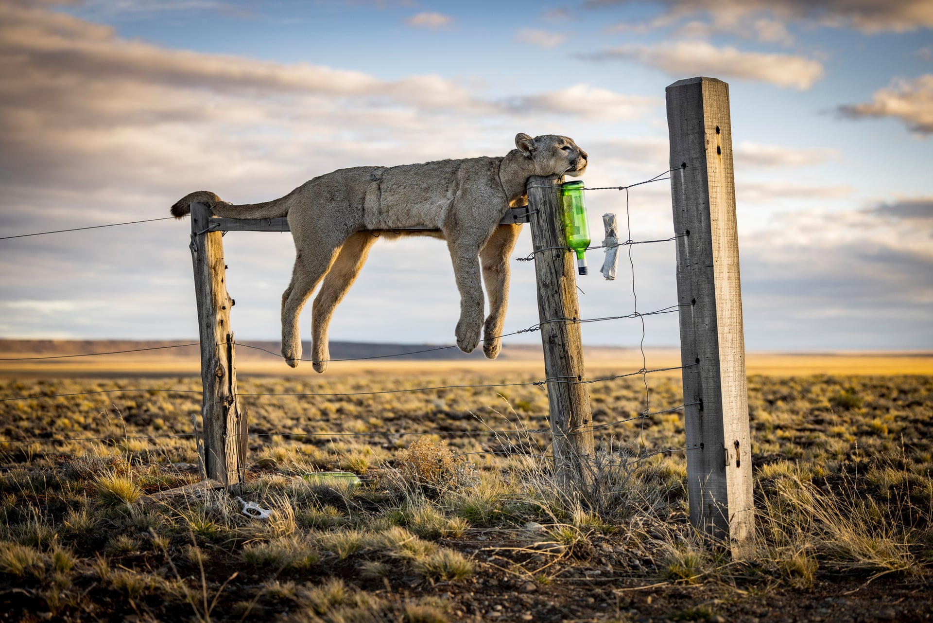 A dead puma laid out along a barbed-wire fence with its legs hanging down on either side, on open Patagonian grassland.