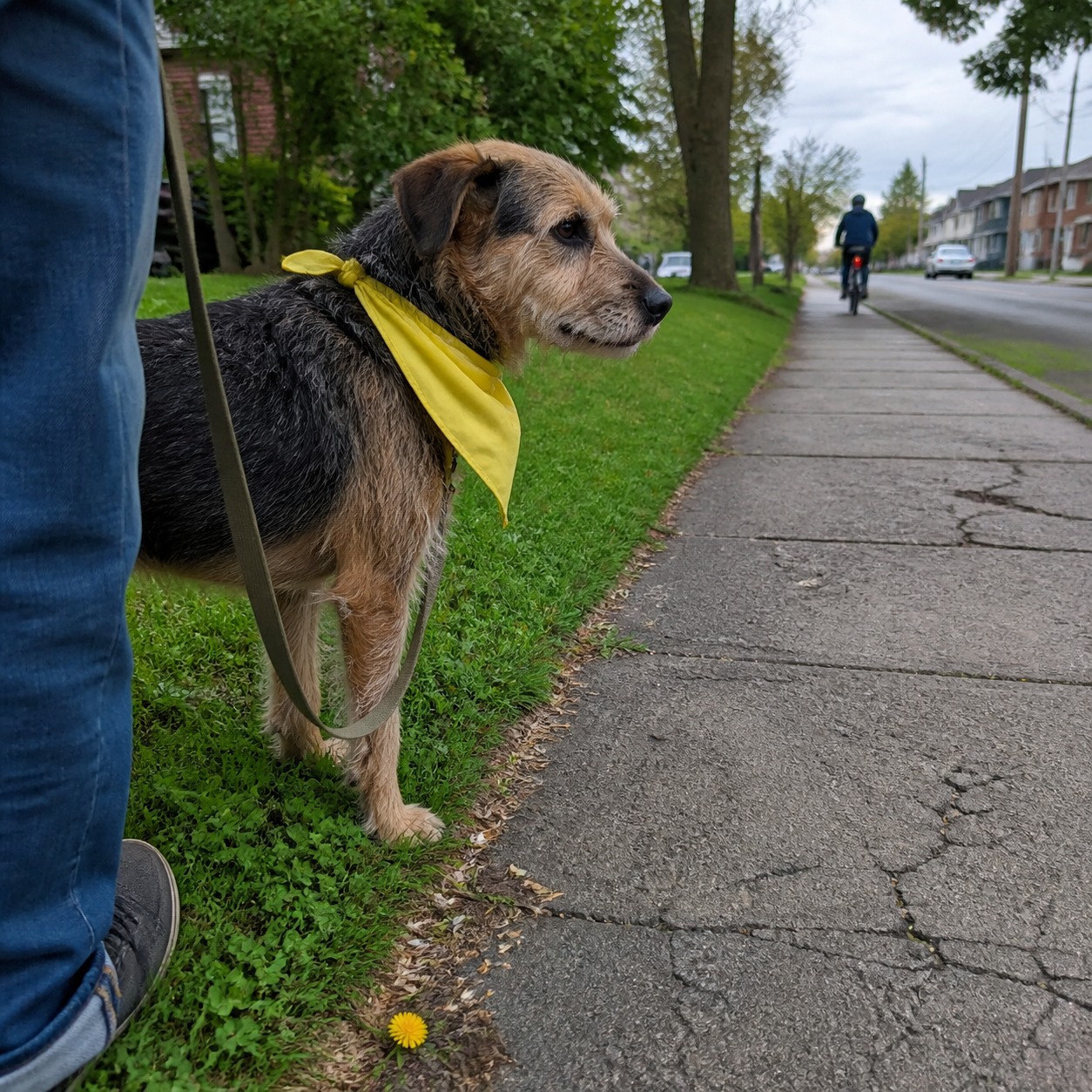 That Dog in a Yellow Bandana Is Politely Asking You to Back Off