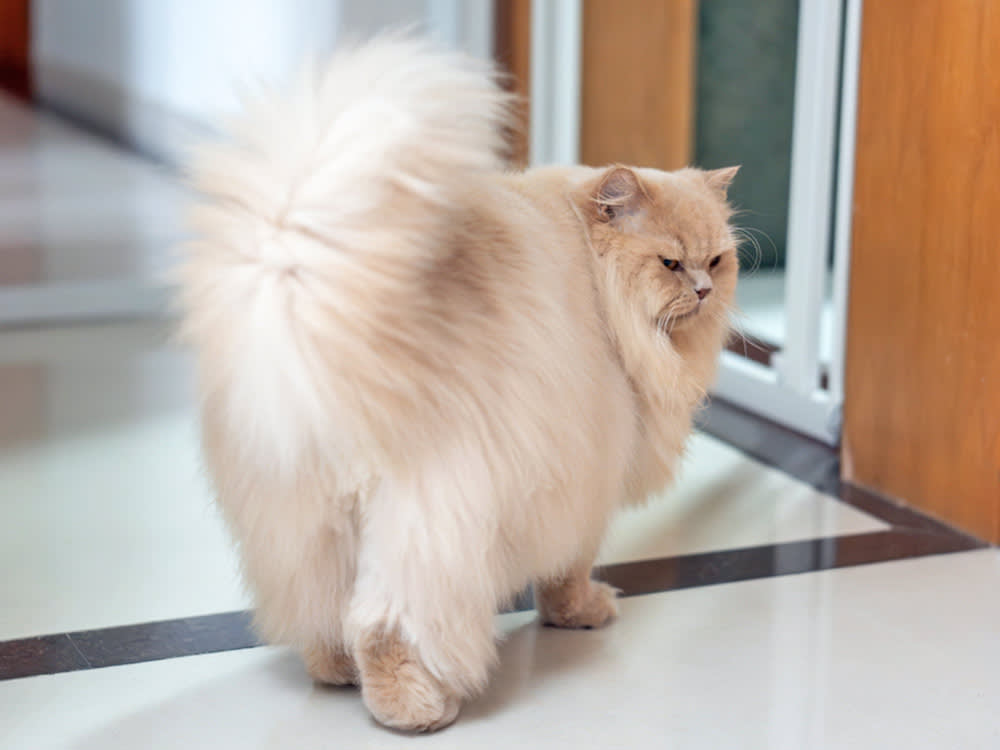Yes, Female Cats Spray. Spaying Doesn't Always Stop It.