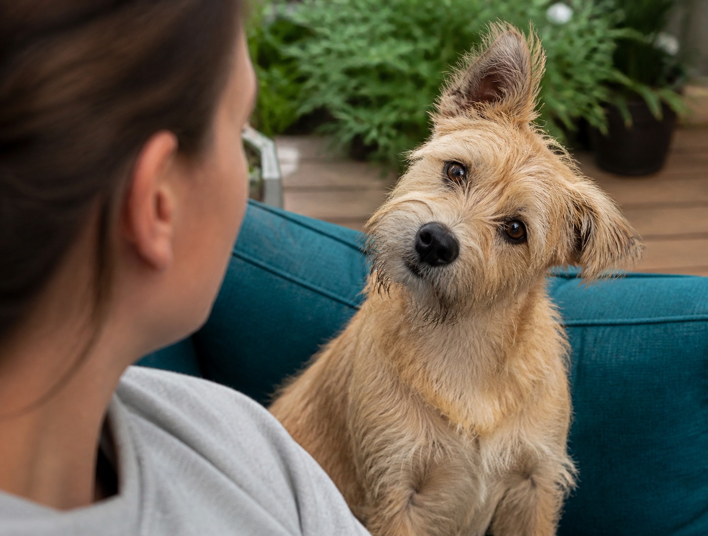 You Don't Have to Spell Out W-A-L-K. Your Dog Is Listening for Something Else.