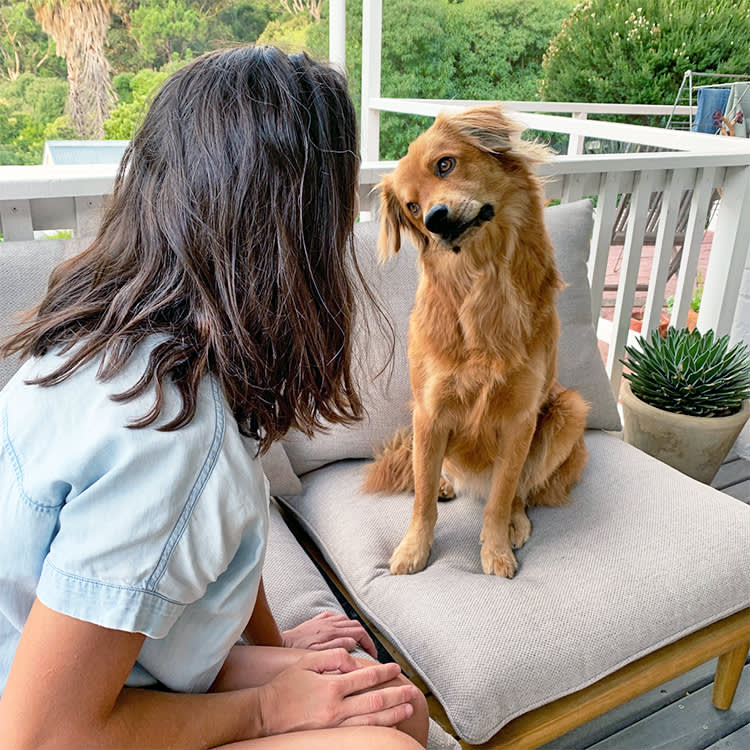 You Don't Have to Spell Out W-A-L-K. Your Dog Is Listening for Something Else.