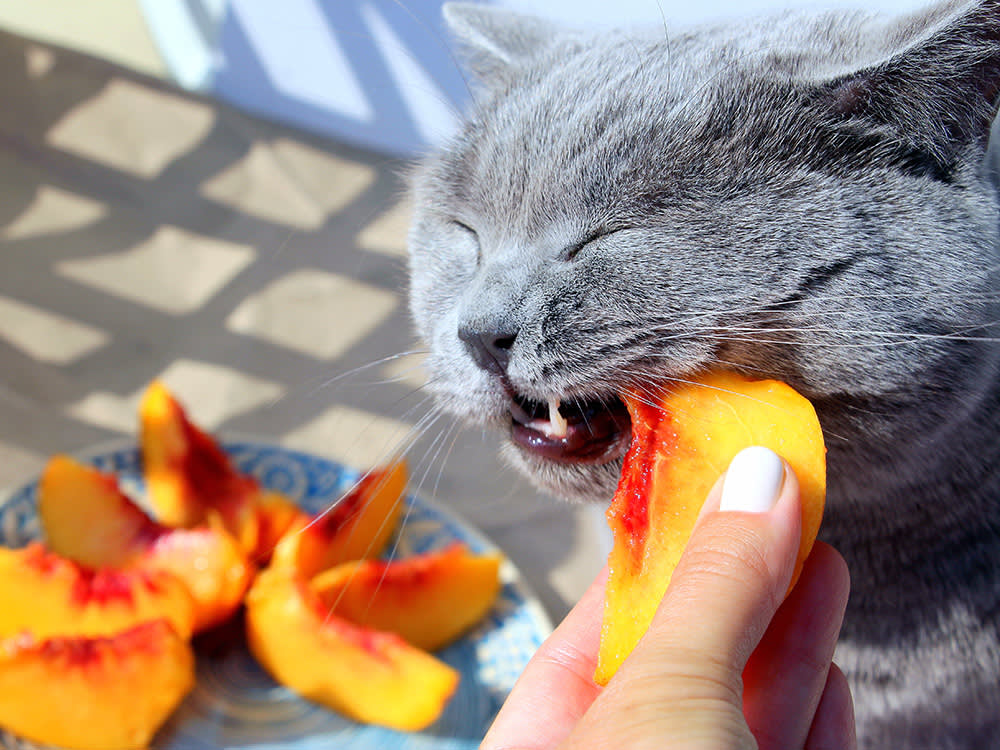 Your Cat Isn't Picky. Your Cat Is Missing a Gene