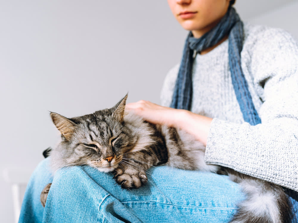 Your Cat Notices the Empty Spot. Whether to Call It Grief Is the Hard Part