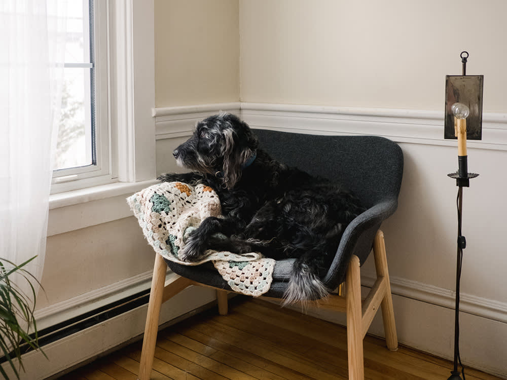 Your Dog Doesn't Miss You. He Can't Predict You.