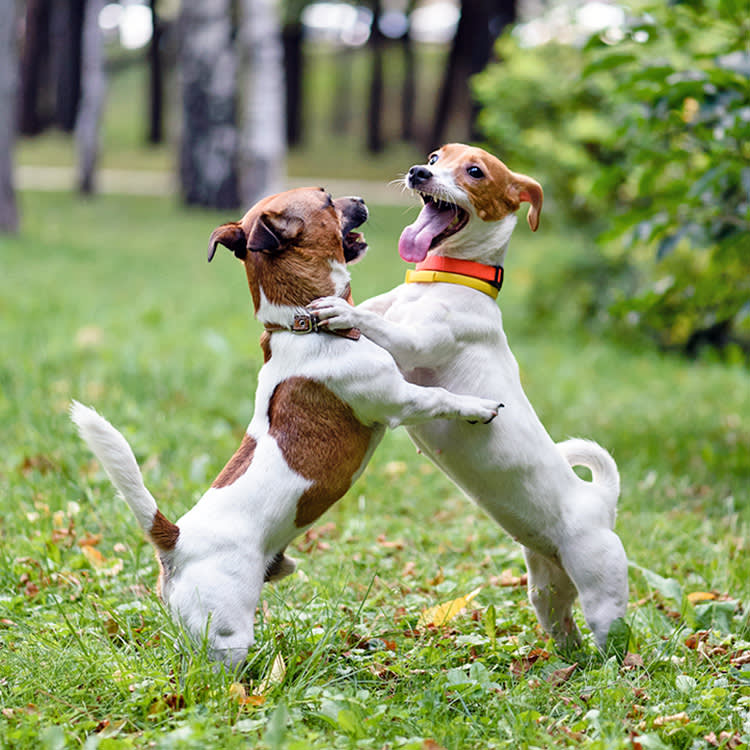 Your Dog Isn't Pranking Anyone. Here's What That 'Gotcha' Really Is.